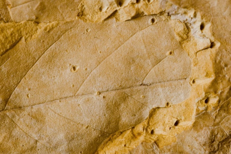 From Fossil Tracks to Flight Suits