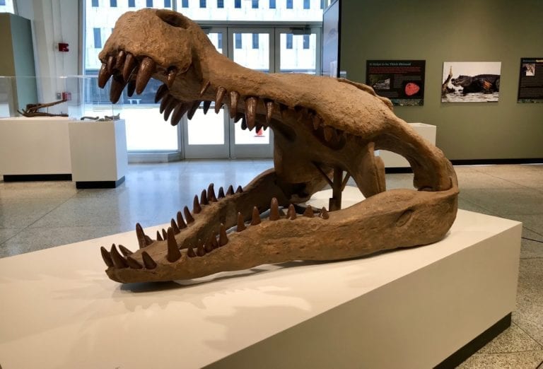 Jersey Crocs Rule! at the New Jersey State Museum