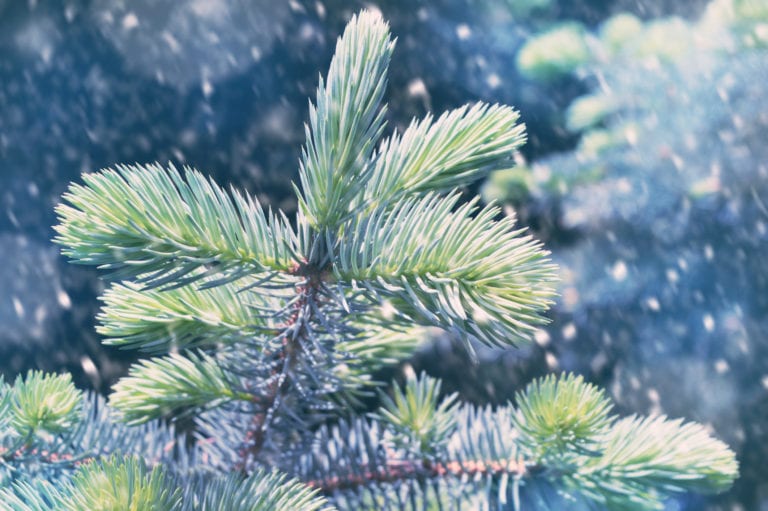 City of Trenton Announces Annual Christmas Tree Lighting Ceremony