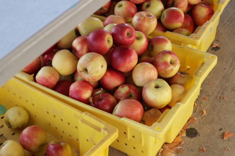 Mercer County Offers Checks for Fresh Produce to Qualifying Older Adults