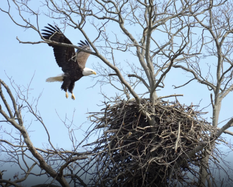 Park Commission Offers In-Person and Virtual Programs to Help Public Keep ‘Eyes on Eagles’