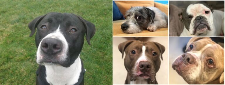 Free Pet Food & More at Betty White Pet Pantry Launch