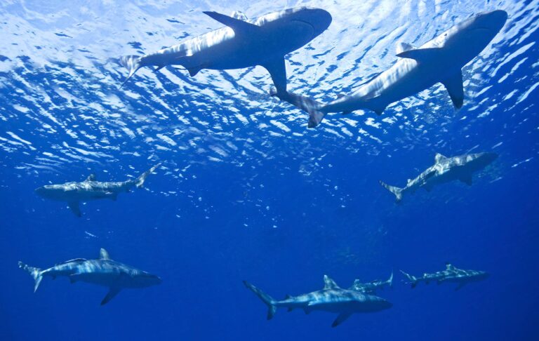 New Jersey State Museum to Host Small Explorers: Ocean and Sharks