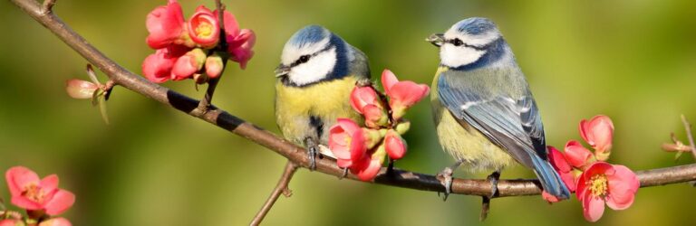 NJ State Museum’s Small Explorers to Host “Busy Day for Birds”