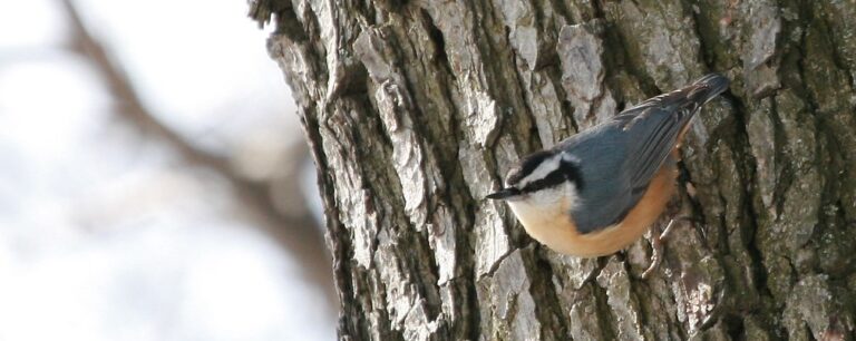Come Discover the Birds of Cadwalader Park