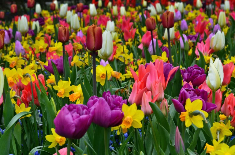 Spring Into Blooms and Bulbs at the NJ State Library