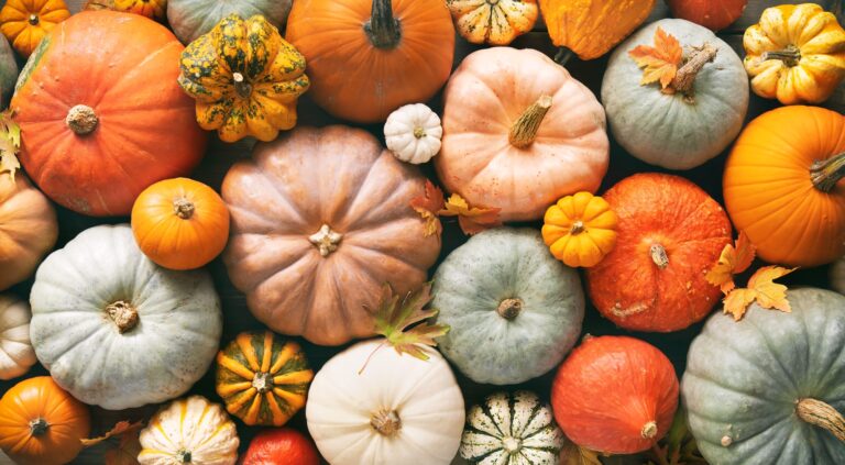 Capital City Farm to host Fall Harvest Festival