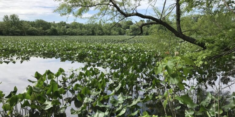 Historic Happenings: A Fabulous Day For a Fair