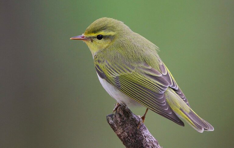 Discover the Beauty of Birds at Cadwalader Park