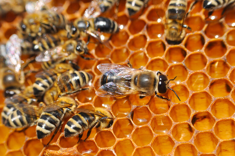 Bee the Talk of the Town With “Inside the Hive: Honey Bees and Beekeeping”